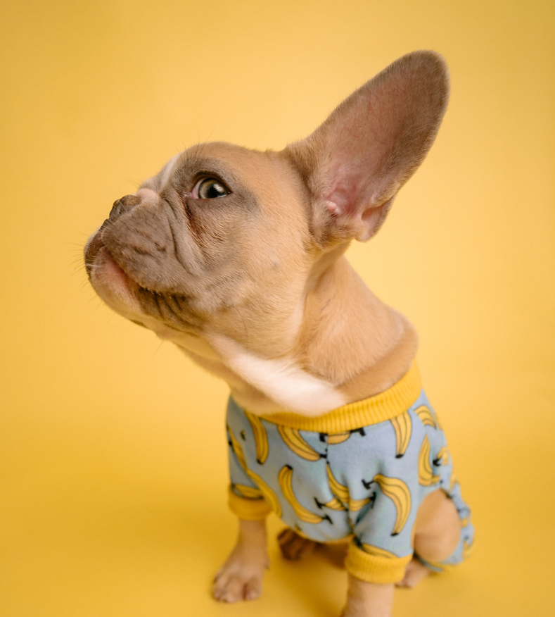 karsten-winegeart-WaMMo0it6Vg-unsplash